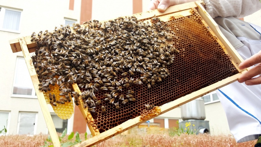 Fleißige Bienchen Fleißige Bienchen